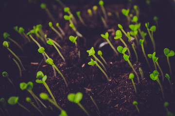 Seeds sprout from the ground. Green stems emerged from the seed.