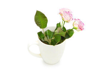 Fresh organic beautiful roses in a cup on a white background.