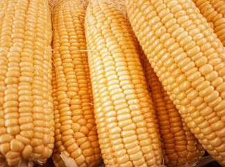 close up of corn