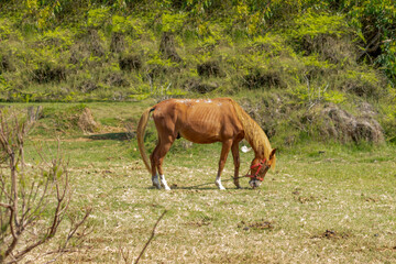 SKINNY AND SICK HORSE EATING GRASS