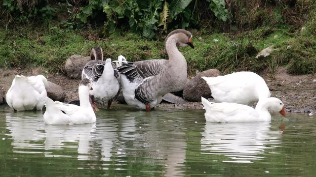Many white and variegated gray geese swim in the water near the shore of a cool pond in the fall. Family of domestic birds on a farm with an extensive form of farming with free grazing