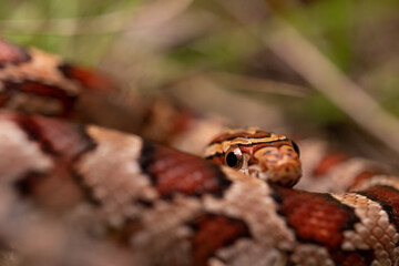 Red Corn Snake Peeking Eyes