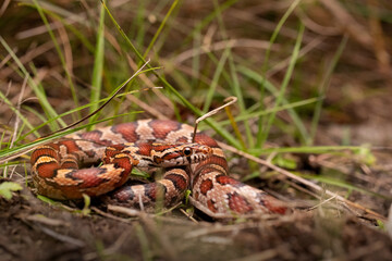 Red Corn Snake in Grass