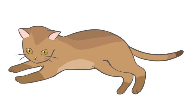 アビシニアン