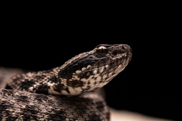 Dusky Pygmy Rattlesnake on Rock Close-up