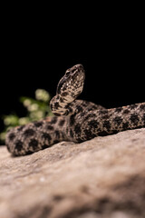 Dusky Pygmy Rattlesnake on Rock Close-up