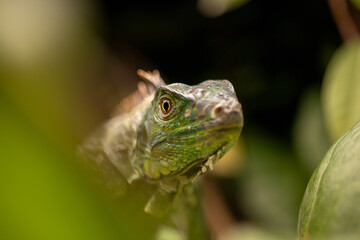 Green Iguana Climbing in Leaves