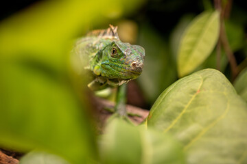 Green Iguana Climbing in Leaves