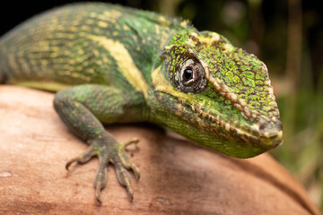 Cuban Knight Anole on Coconut