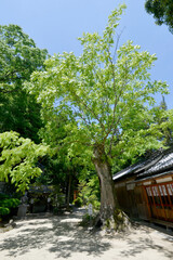 葛城一言主神社　無患子の木　奈良県御所市