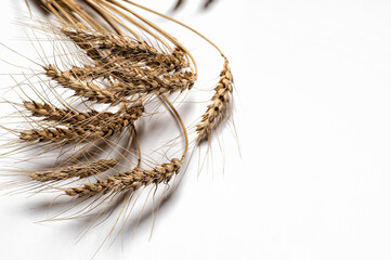 dry spikelets of wheat on a white background