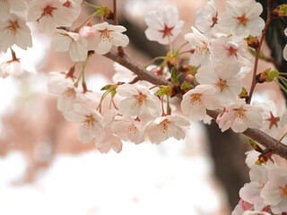 美しい桜の花、日本の春の風景、ソメイヨシノ