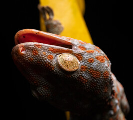 Tokay Gecko Mouth Open Upside Down on Leaf