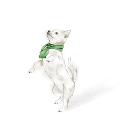 Cute white chihuahua in a green scarf. White background.