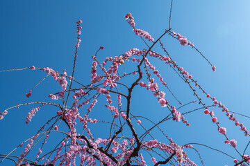 Japanese pink cherry blossoms