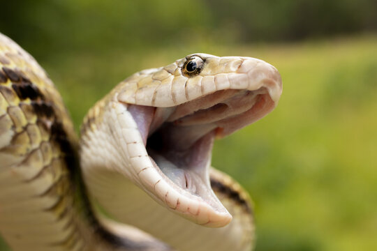 Greenish Rat Snake Mouth Open