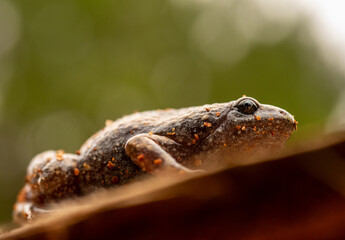 Narrow-mouthed Toad with Bokeh Green Background