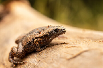 Narrow-mouthed Toad on Log Green Background