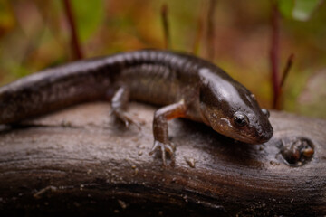 Mole Salamander on Log with Green