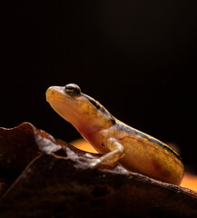 Two Lined Salamander in Wet Leaves