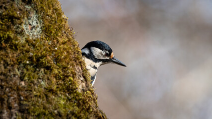 specht, bird, natur, wild lebende tiere, specht, tier, wild, baum, grossartig, black, bird, schnabel