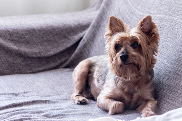 Yorkshire dog lying on the sofa in a living room in Sao Paulo