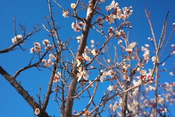 春の訪れを知らせる梅の開花