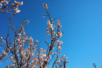 春の訪れを知らせる梅の開花