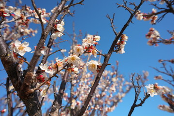 春の訪れを知らせる梅の開花