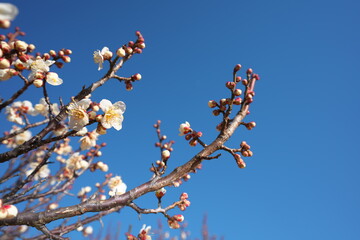 春の訪れを知らせる梅の開花