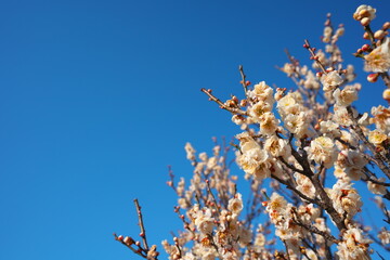 春の訪れを知らせる梅の開花