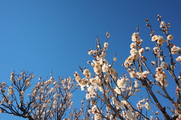 春の訪れを知らせる梅の開花