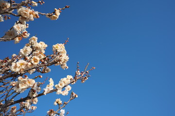 春の訪れを知らせる梅の開花