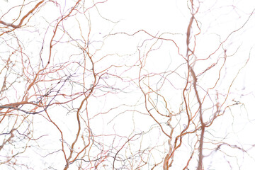 The corkscrew curly willow tree branches