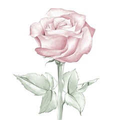 A delicate rose of powdery color. White background.