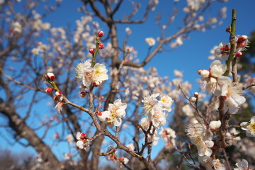 春の訪れを知らせる梅の開花