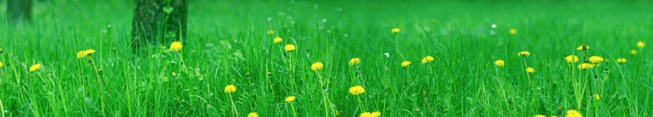 spring flowers dandelions in green grass. ultra-wide panorama of garden lawn full of dandelions