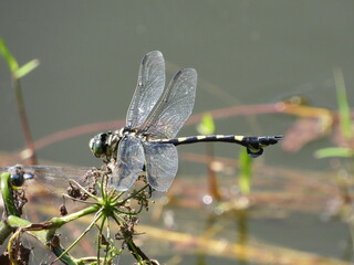 水辺がなくなりトンボも生息場所が減ってきたので毎年心配してます。【ウチワヤンマ】