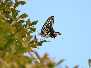 アゲハの中で一番見かけるメジャーな蝶です。【ナミアゲハ】