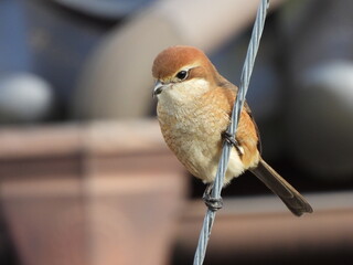 こんなに可愛らしい顔をしてますが...結構獰猛です。【モズ】