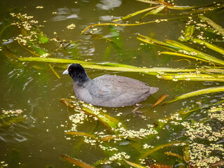 Grey Coot paddling
