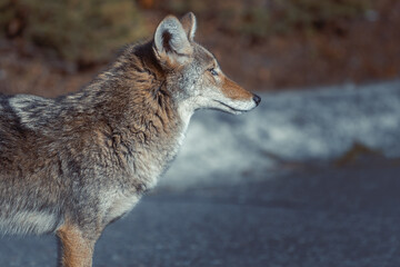 Coyote in a suburban neighborhood during the day
