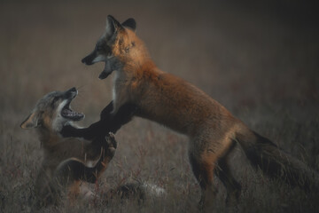 Young Red Foxes Play Fighting on the Prairie