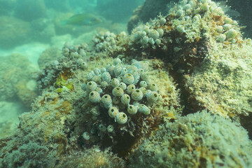 Naklejka na ściany i meble Ascidian, Tunicates colony grow up on the coral reef 