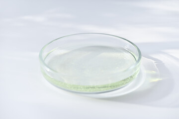  glass Petri dish witn agar substrat on a laboratory table. sterile lab dishes ready for tests. analysis and chemical experiment. cell culture growing equipment. top view. medical lab concept.