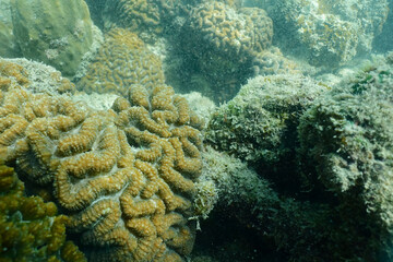 Brain coral in the coral ref