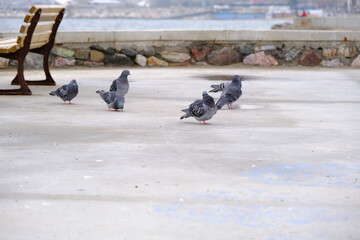 Groups of doves and pigeons standing near wooden street bench. Birds and sea background during overcast and rainy day.