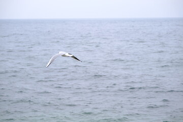 Single of seagulls flying on overcast sky above the sea.