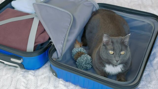On the white bed there is a suitcase in an open form, on the left side of it are things fastened with gray straps, on the right side there is a gray cat with a toy, looking around.
