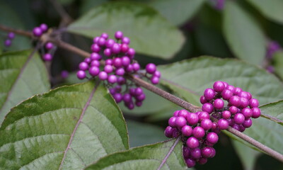 Callicarpa japonica or Japanese beautyberry branch with leaves and  large clusters purple berries close up.